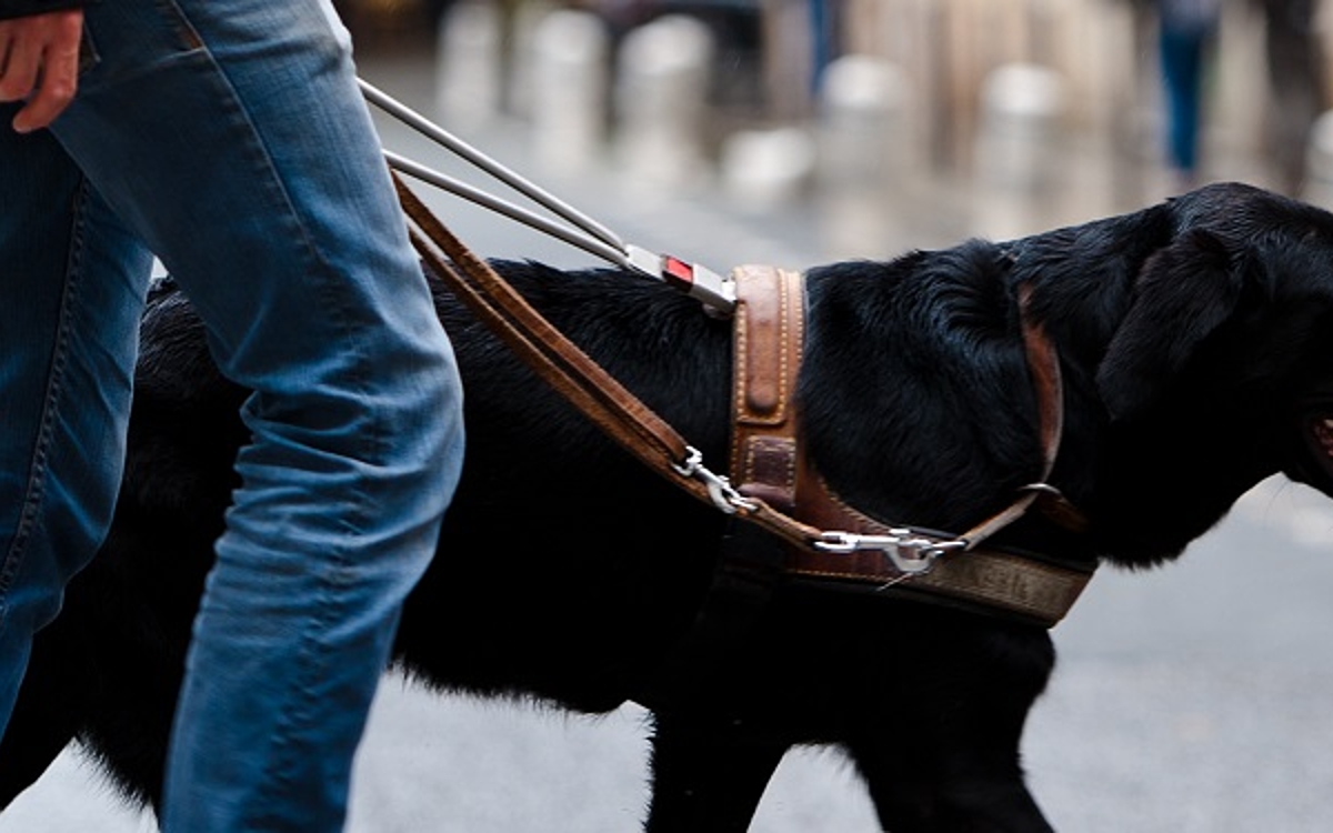 Tout Savoir Sur L Cole Des Chiens Guides De Paris Ville De Paris