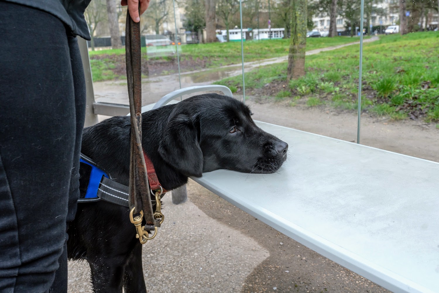 Une Matin E Lecole De Chiens Guides De Paris Ville De Paris