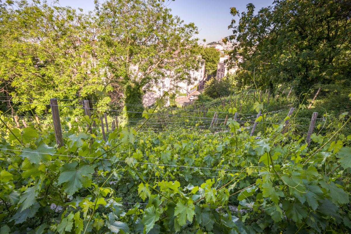 Vue plongeante sur les vignes depuis le Belvédère de la rue Georges Lardennois, avec la Butte Montmartre derrière le feuillage des arbres