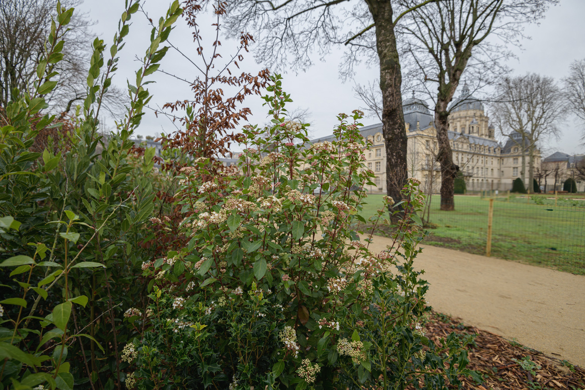 Vue sur les jardins et une allée bordée d'arbres, avec en fond les bâtiments du Val-de-Grâce