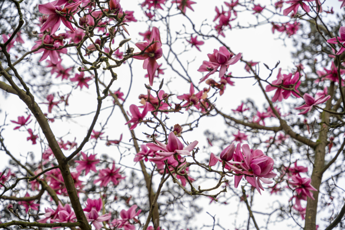Magnolia en fleur