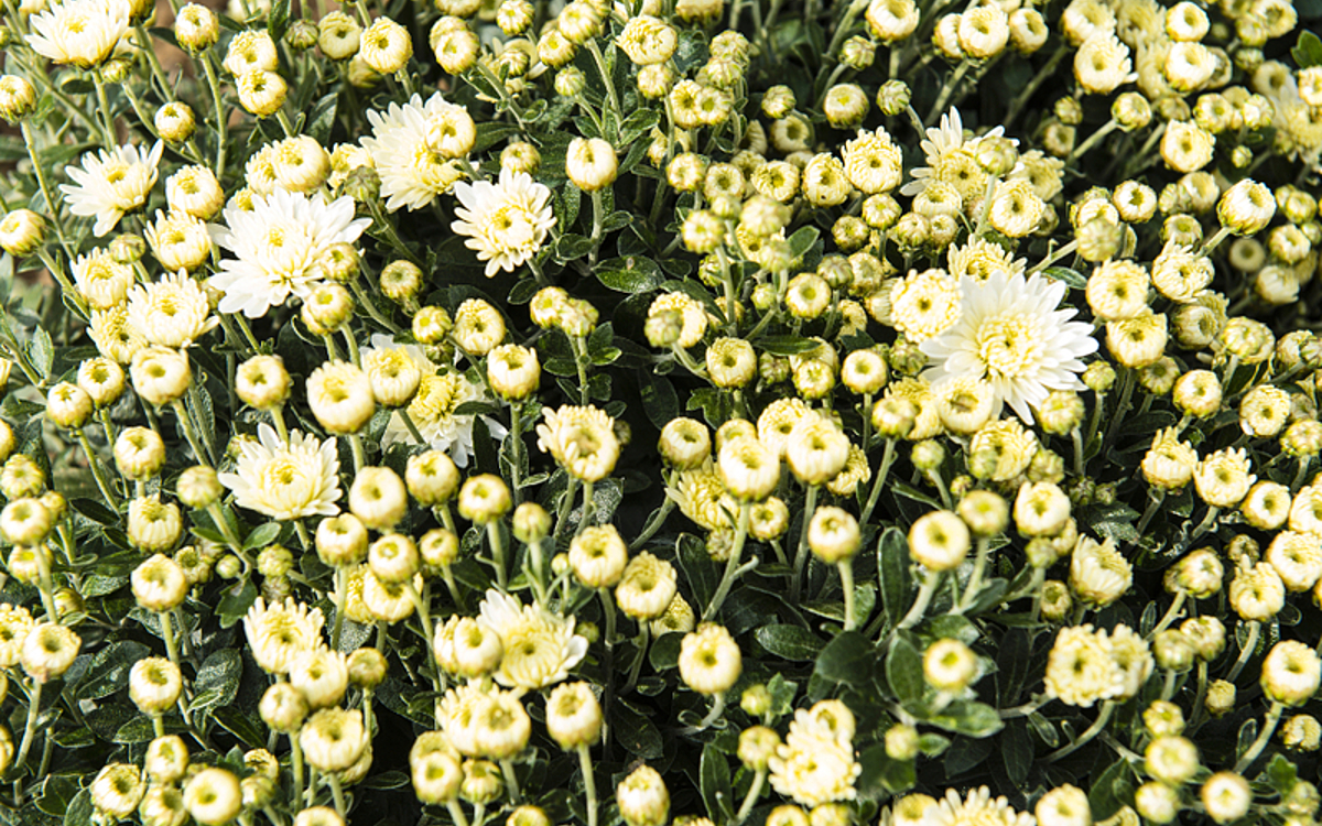 Chrysanthème