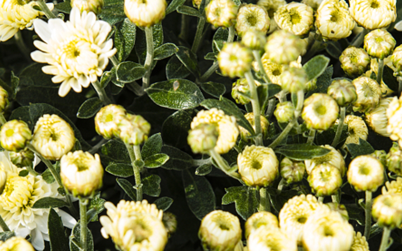 Chrysanthème de la Toussaint