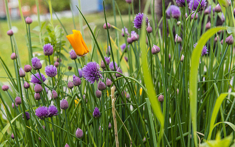 Printemps Fleurs