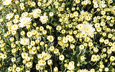 Chrysanthème