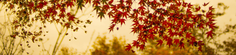 érable du japon - arbre