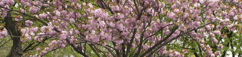 arbres