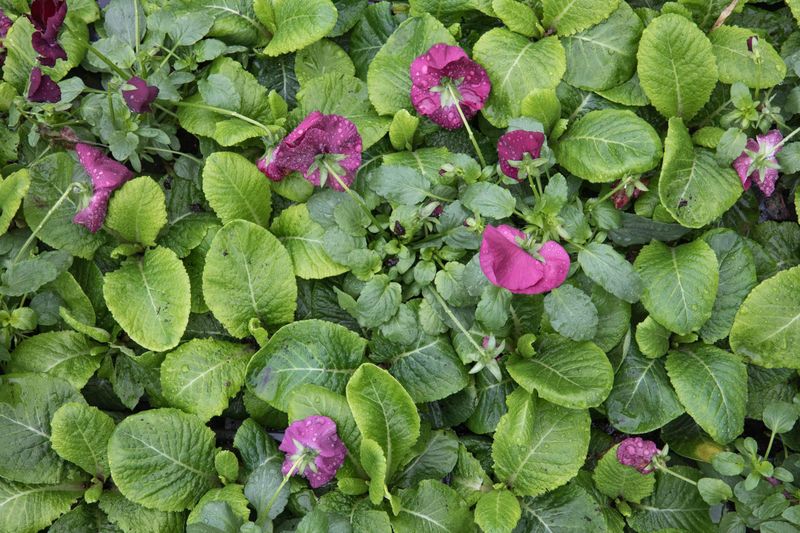 Centenaire de l'Armistice : 94415 fleurs sur le parvis de l'Hôtel de Ville