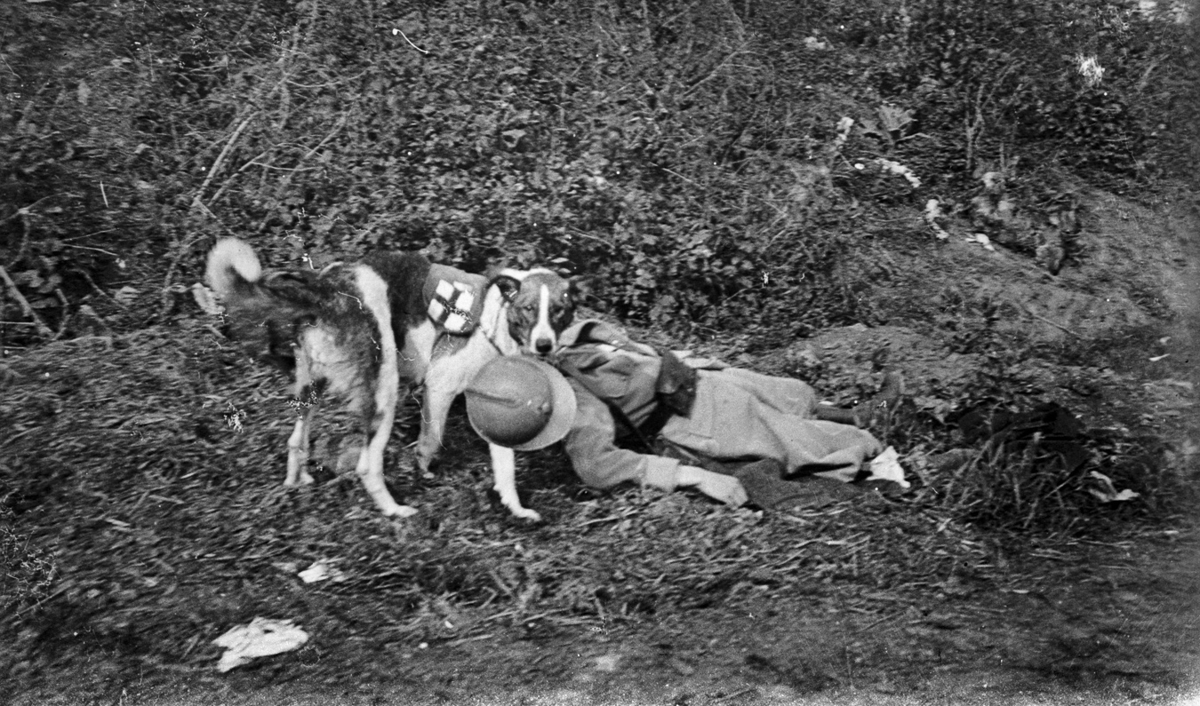 Guerre 1914-1918. Chien sanitaire traînant un blessé français.