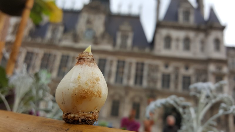 Bulbe de Muscari d'Arménie sur le parvis de l'Hôtel-de-Ville