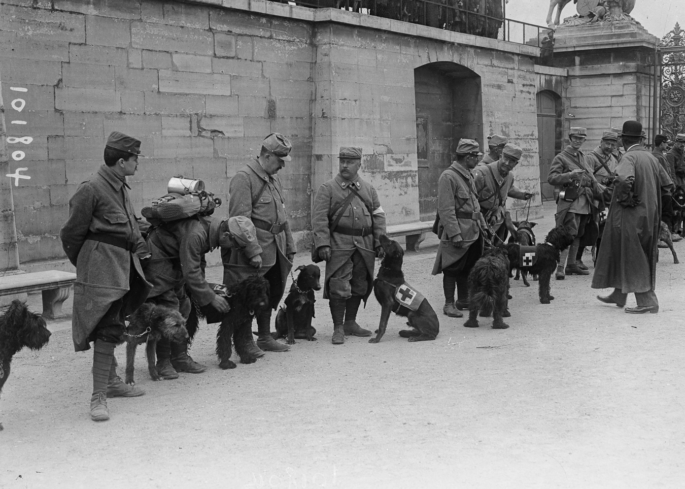 Guerre 1914-1918. Revue aux Tuileries d'une section de chiens sanitaires partant pour le front. Paris (Ier arr.), 1915.