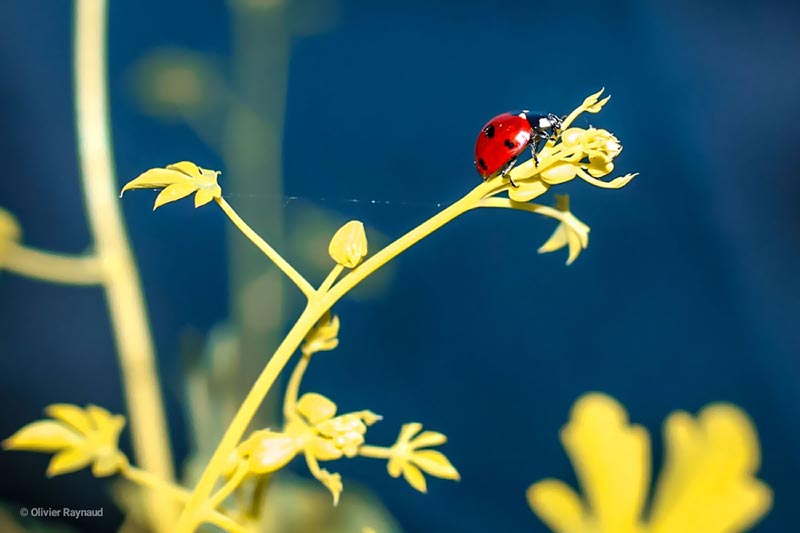 Prix du 19e arrondissement. Climbing ladybug ! #balcon #parismaville #naturephotography #insectagram