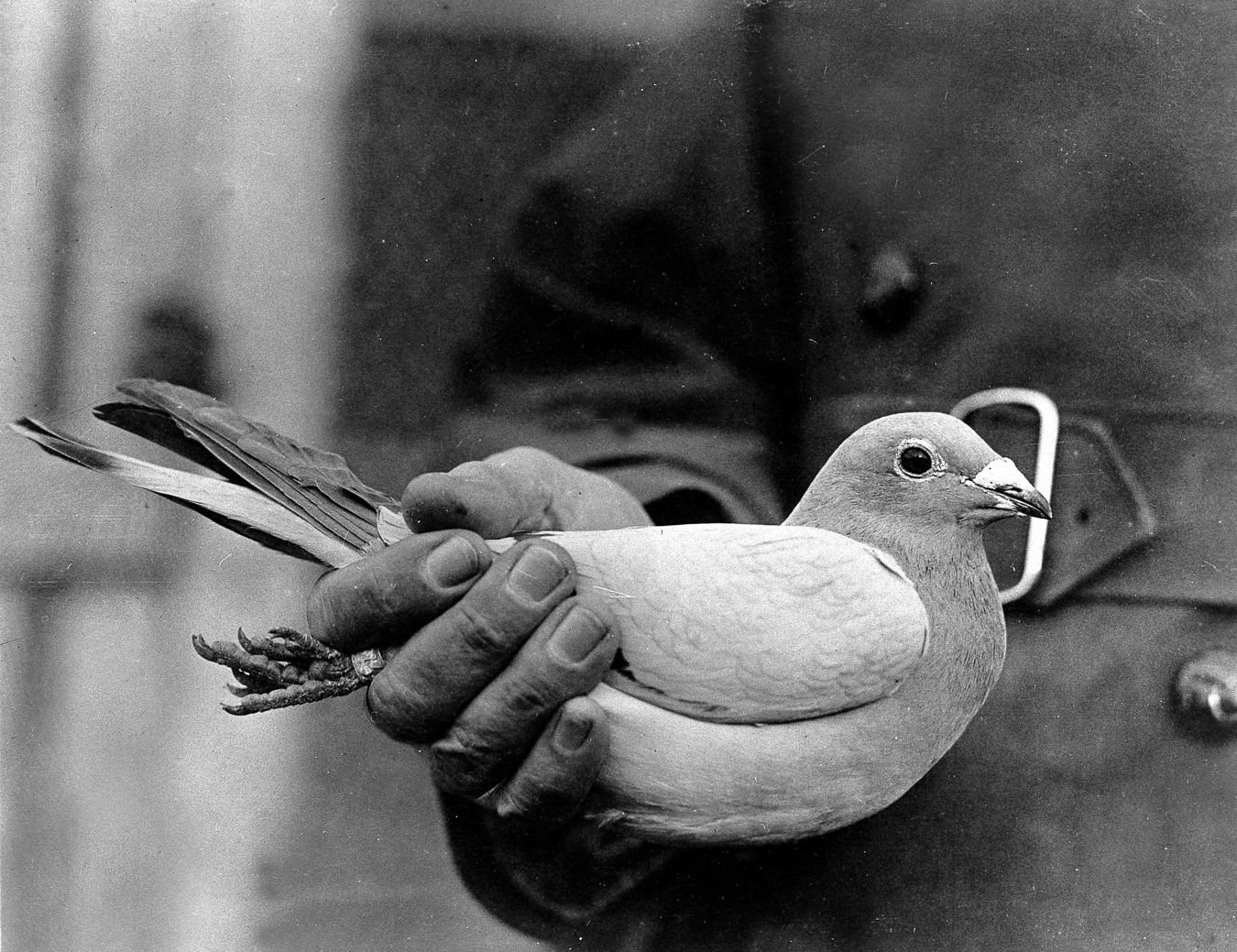 Les Animaux Ces Héros De Lombre De La Première Ville De