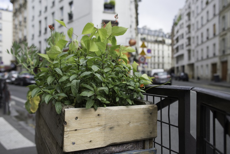 Jardinière, rue Boulle (11e), dans le cadre d'un permis de végétaliser