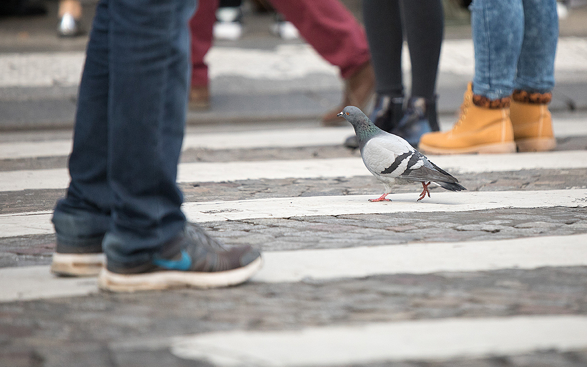 Pigeon avenue des champs Elysées