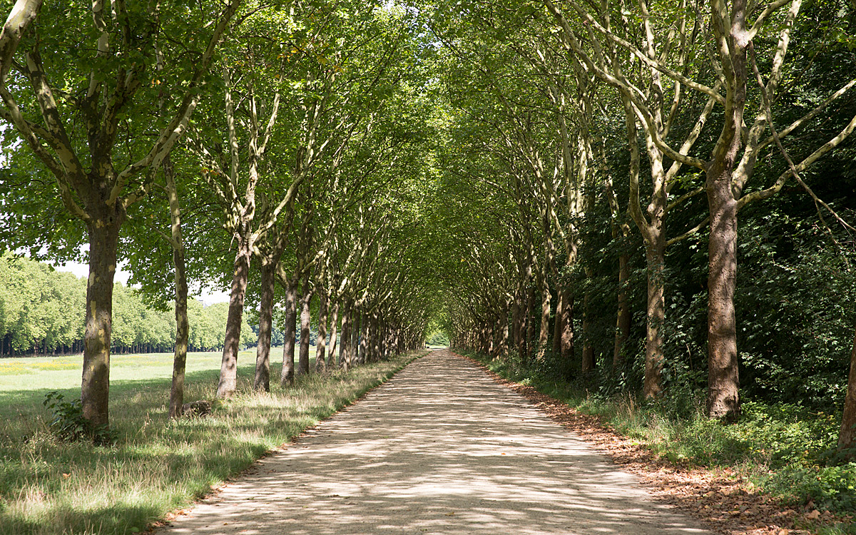Allée de la Reine au bois de Vincennes