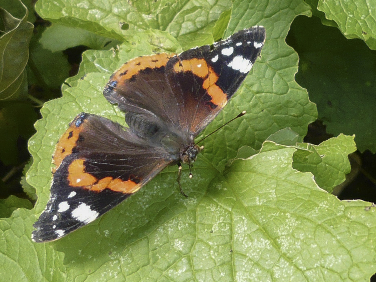 Vulcain (Vanessa atalanta), adulte, étang de Longchamp, bois de Boulogne