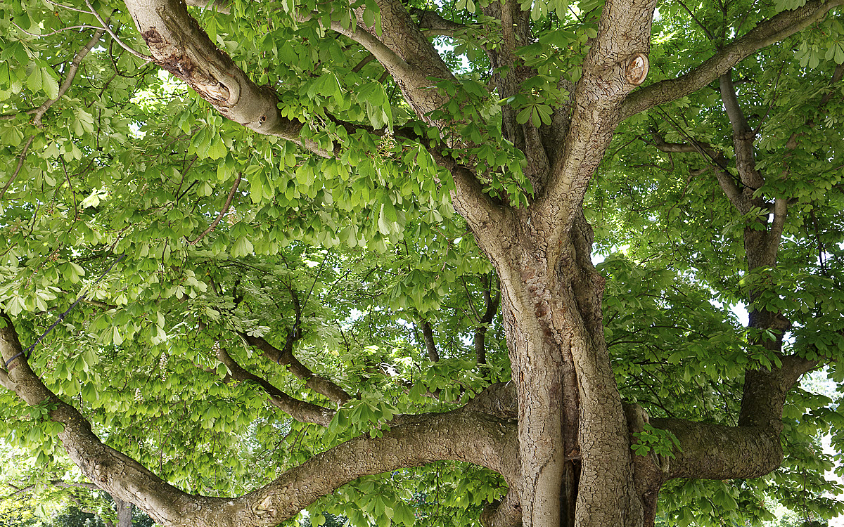 Un grand arbre au square René Le Gall