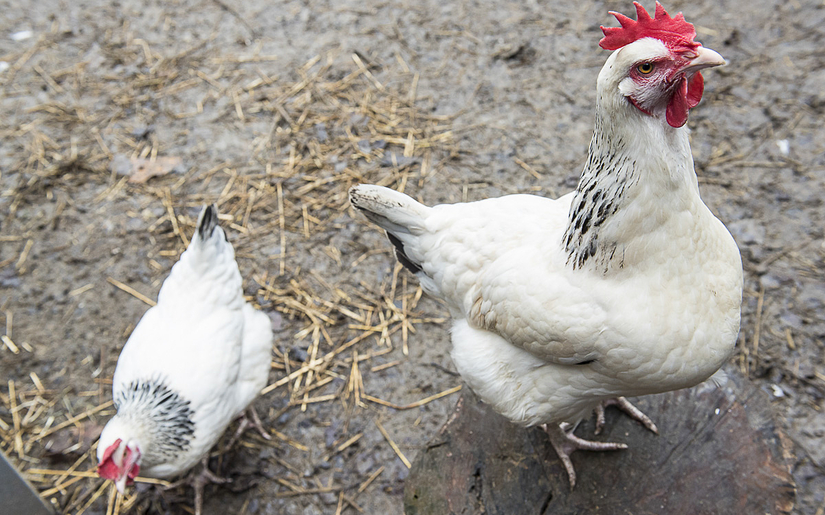Poules à la ferme Kellermann