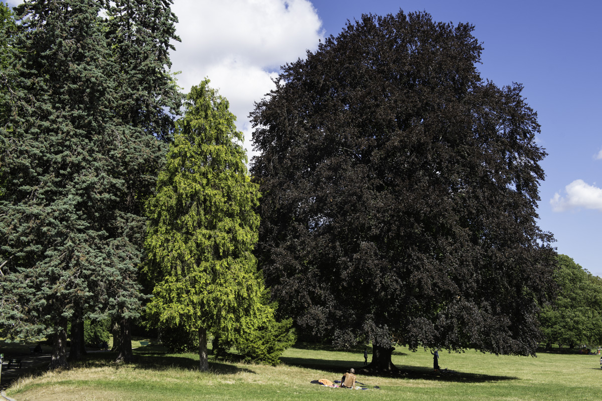 Un monsieur se fait bronzer au pied de trois arbres, dont le hêtre pourpre, un des trois arbres remarquables du parc.