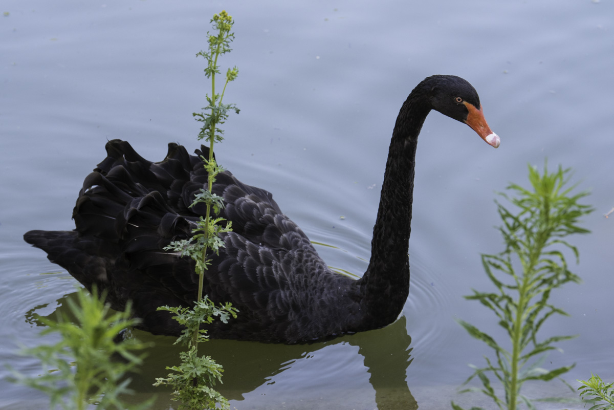 Cygne noir sur le lac du parc