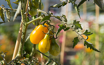 L'Arche végétale - la ferme urbaine, détail des tomates poires