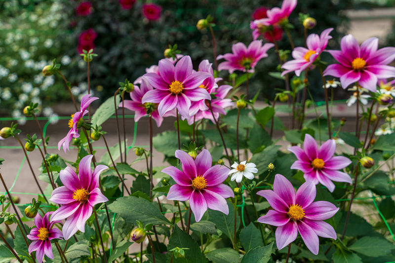 dahlias mauves