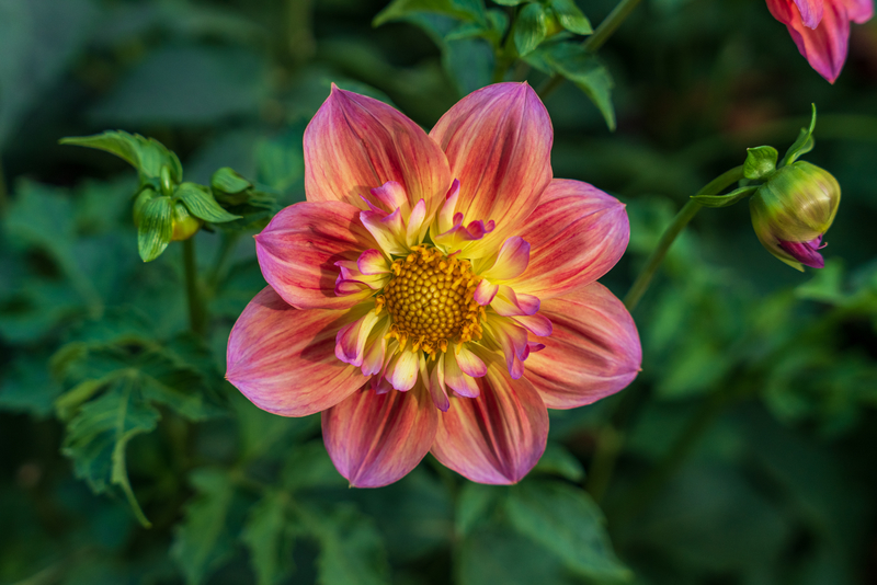dahlia