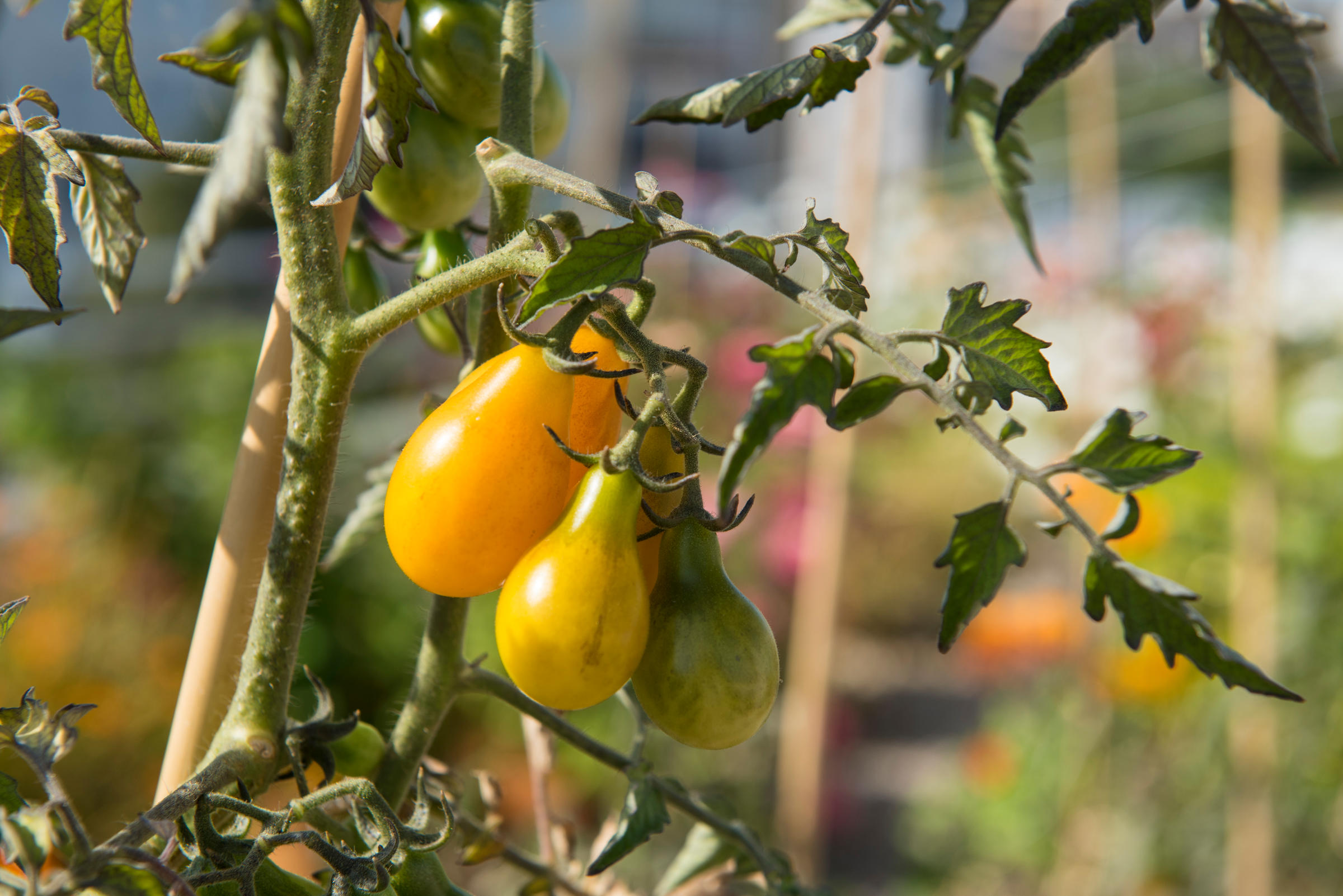 L'Arche végétale - la ferme urbaine, détail des tomates poires