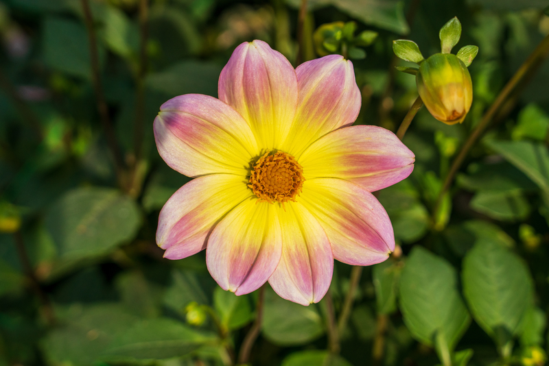 Dahlia jaune et rose