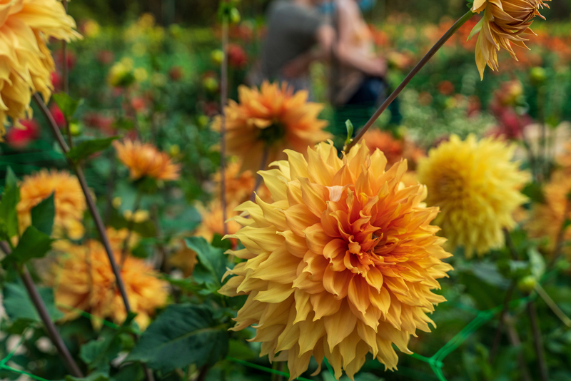 Dahlias jaunes