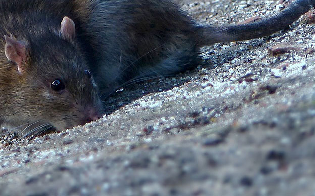 Des rats prolifèrent dans le jardin de votre voisin, la mairie peut-elle  intervenir ?