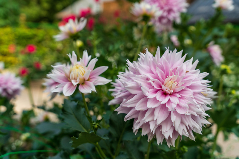 Dahlias roses