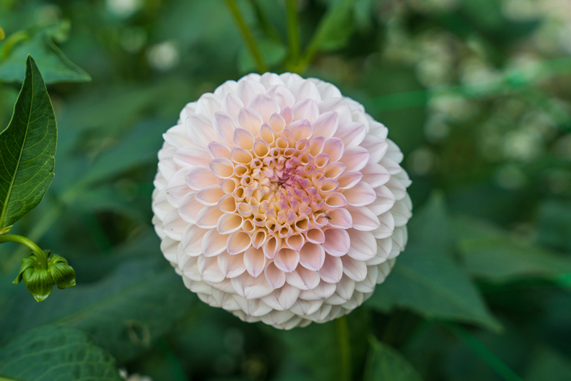 Photo du dahlia Pink Pearl - 1er prix du public