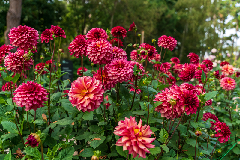 Dahlias Burgundy Solo