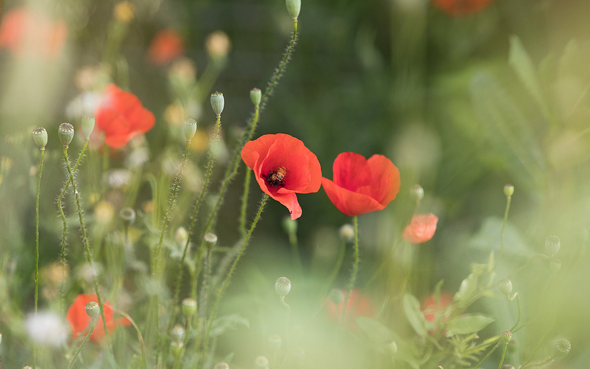 Coquelicots