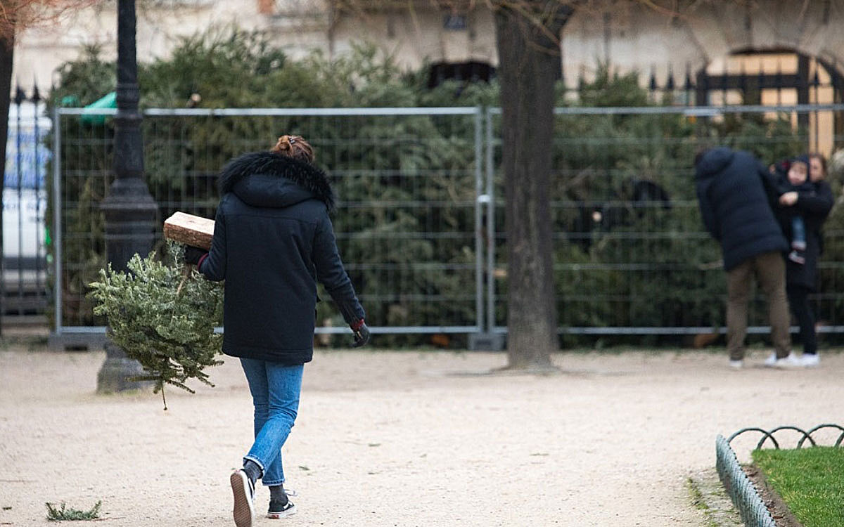 collecte des sapins