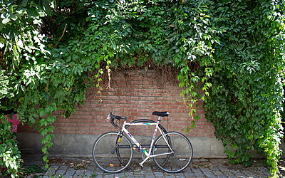 Vélo stationné devant un mur végétalisé