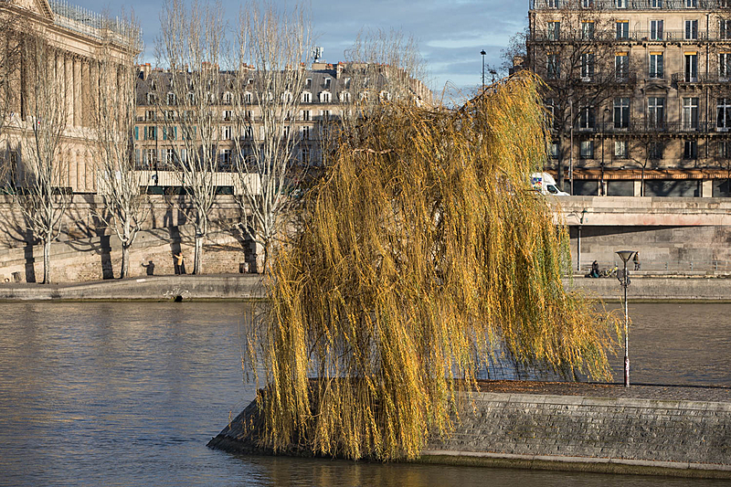 Weeping willow (Salix babylonica), Île de la Cité, Circumference: 115 cm, Height: 12 m.
