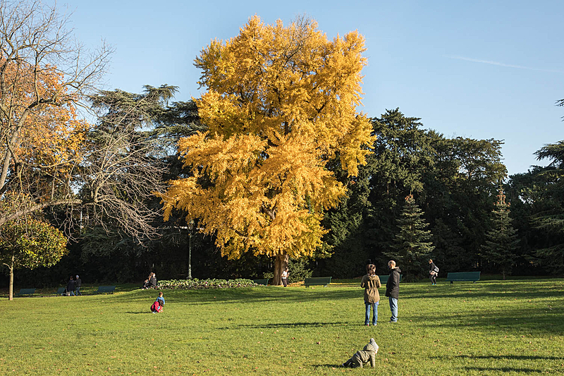Maidenhair tree (Ginkgo biloba), Parc Montsouris, Circumference: 330 cm, Height: 20 m, Planted in 1935.