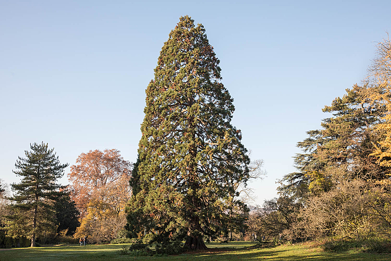 Séquoia géant (Sequoiadendron giganteum), Parc de Bagatelle, Circonférence : 505 cm, Hauteur : 27 m.