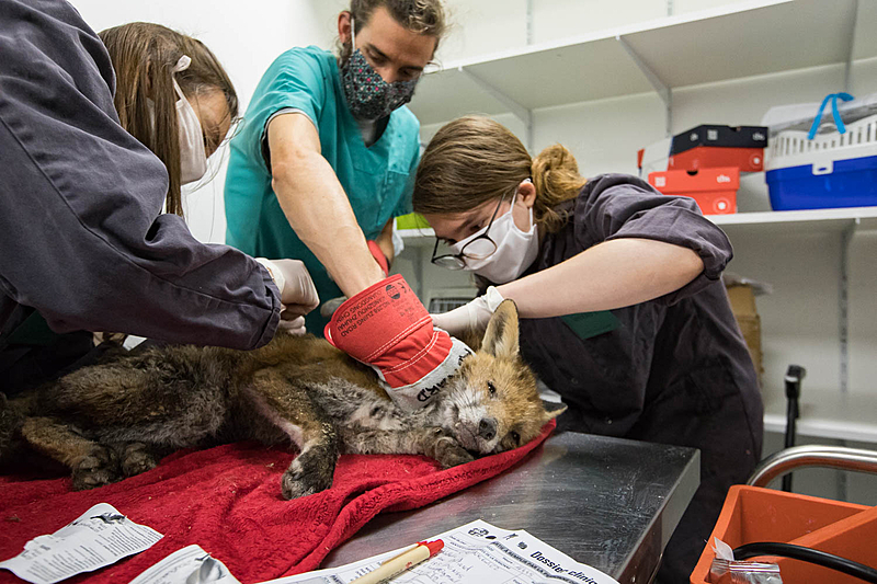 L’examen clinique de ce jeune renard a révélé
une maigreur excessive et une maladie de peau. Trois soigneurs lui apportent
les premiers soins pour le soulager.