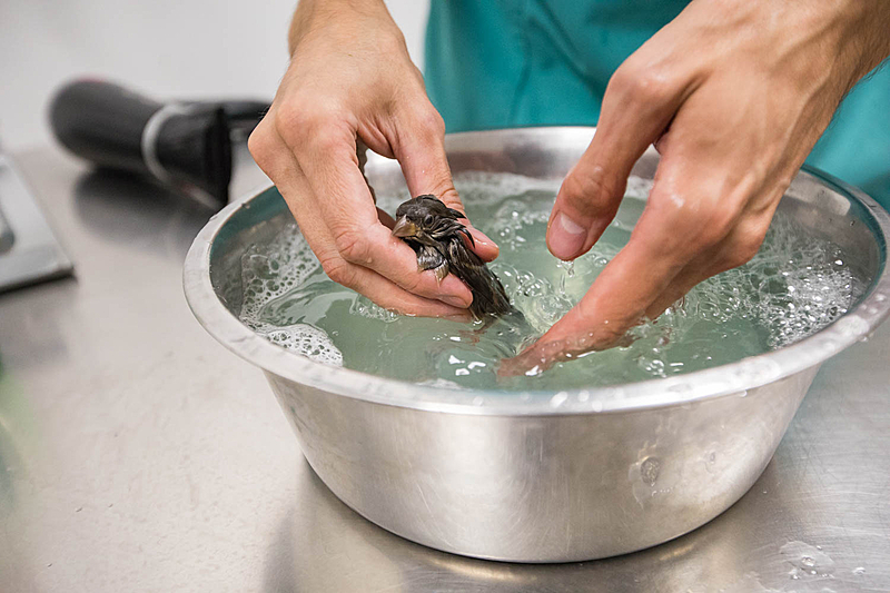 Ce moineau est tombé dans de l’huile de
friture froide. Il bénéficie du même traitement donné aux oiseaux mazoutés : un bain de liquide vaisselle, tout en veillant à protéger
ses yeux.