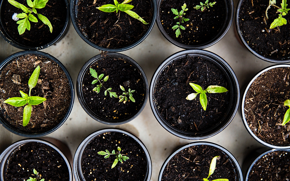 Pots de terre dans lesquels poussent des toutes jeunes plantes