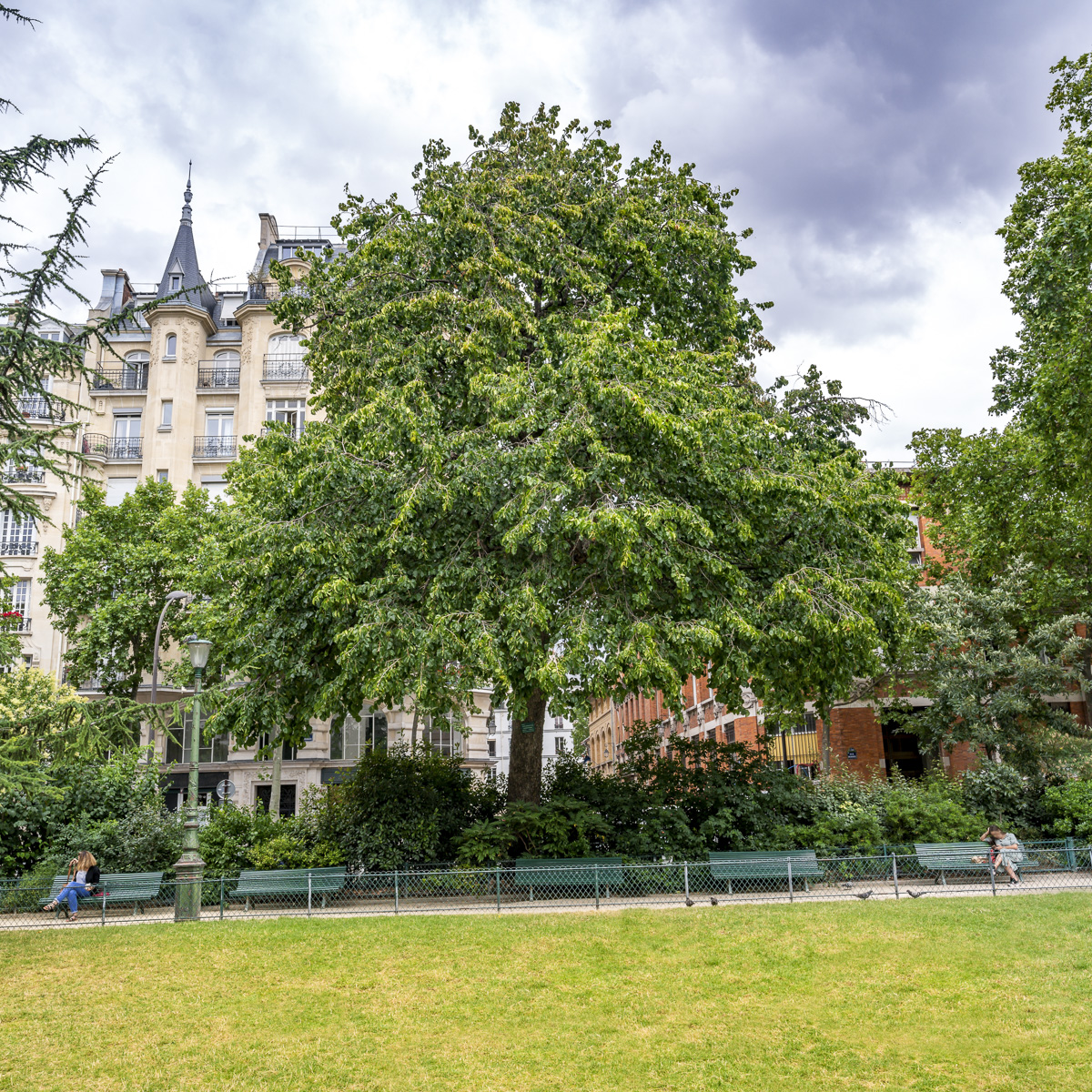 Le guide des essences d'arbres de Paris - Ville de Paris