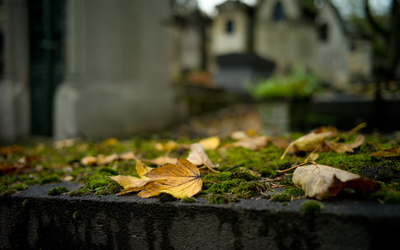 feuilles mortes jaunes sur tombe