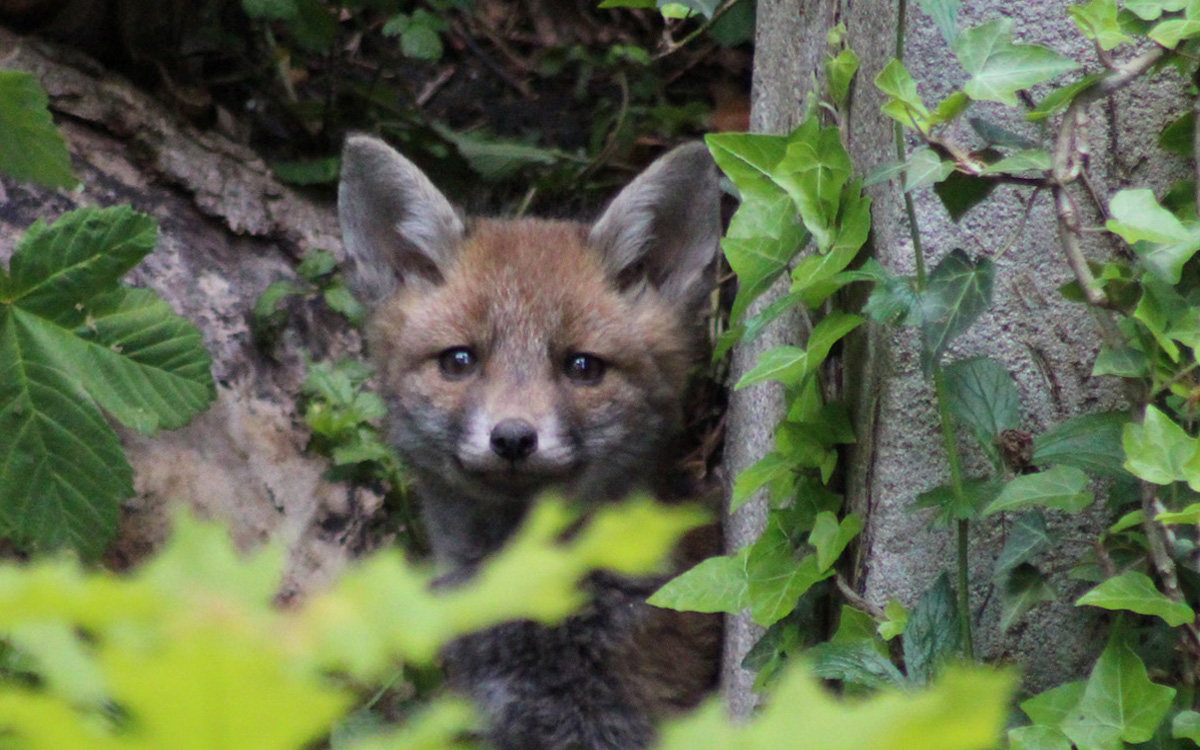 Le renard