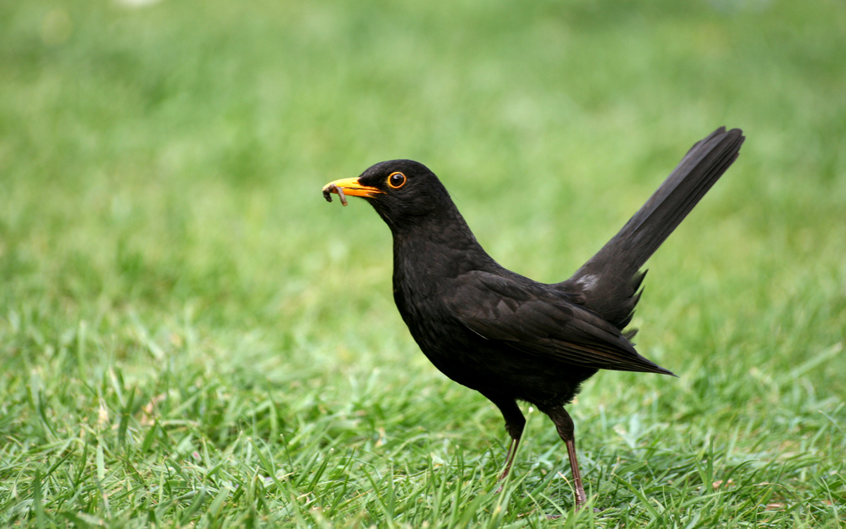 Le merle noir