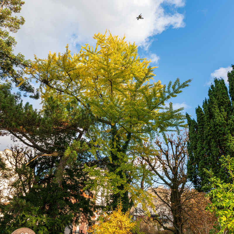 L'arbre aux 40 écus