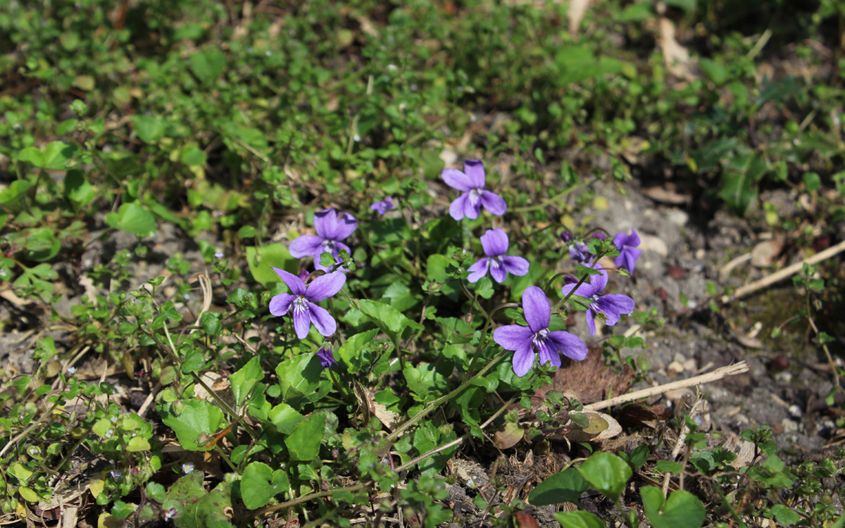 La violette